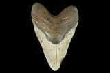 Huge, Fossil Megalodon Tooth - North Carolina #124940-1